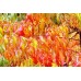 Рустифина (Rhus typhina)